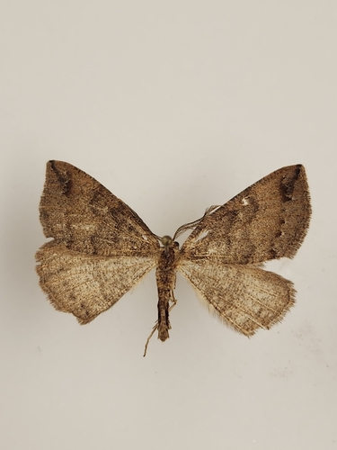iNaturalist observation photo of Drepanulatrix