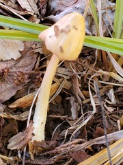 Bolbitius coprophilus