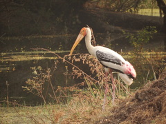 Mycteria leucocephala