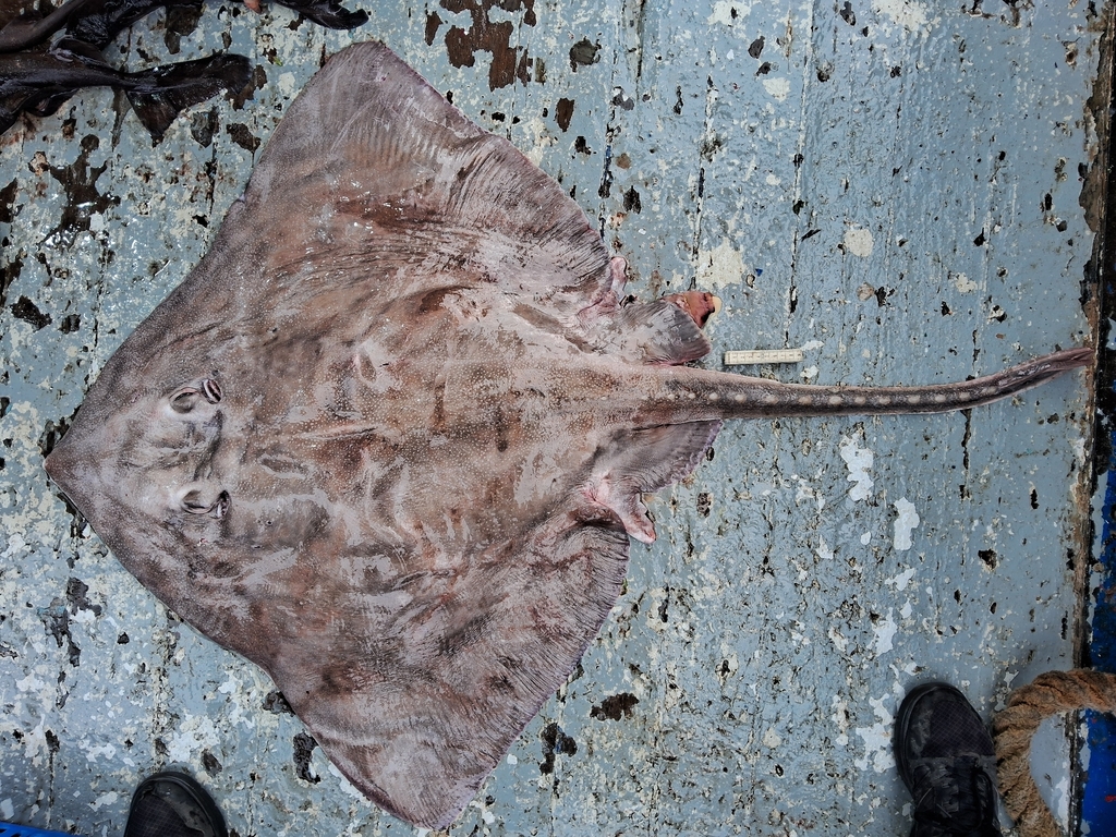Austral ray (Bathyraja griseocauda) — Arhynchobatidae