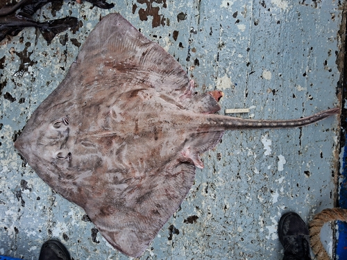 Austral ray (Bathyraja griseocauda) — Arhynchobatidae