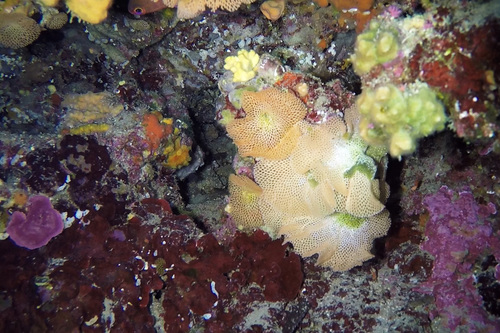 Representative image of Reteporella mediterranea