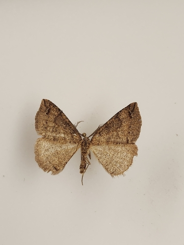iNaturalist observation photo of Drepanulatrix
