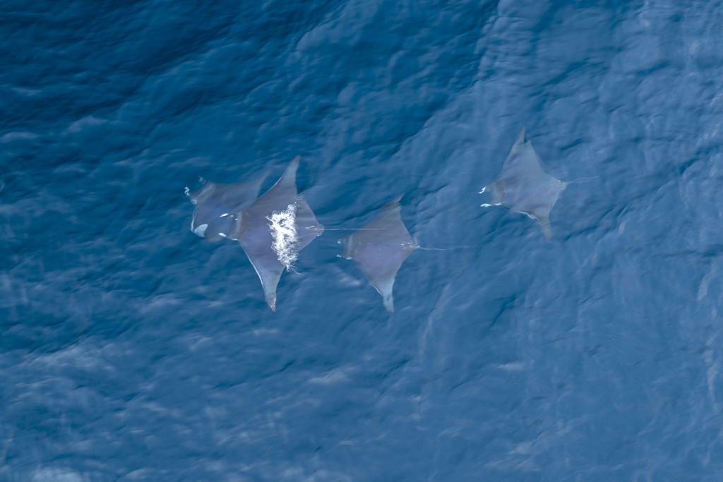 Foto de Manta diablo (Mobula thurstoni)