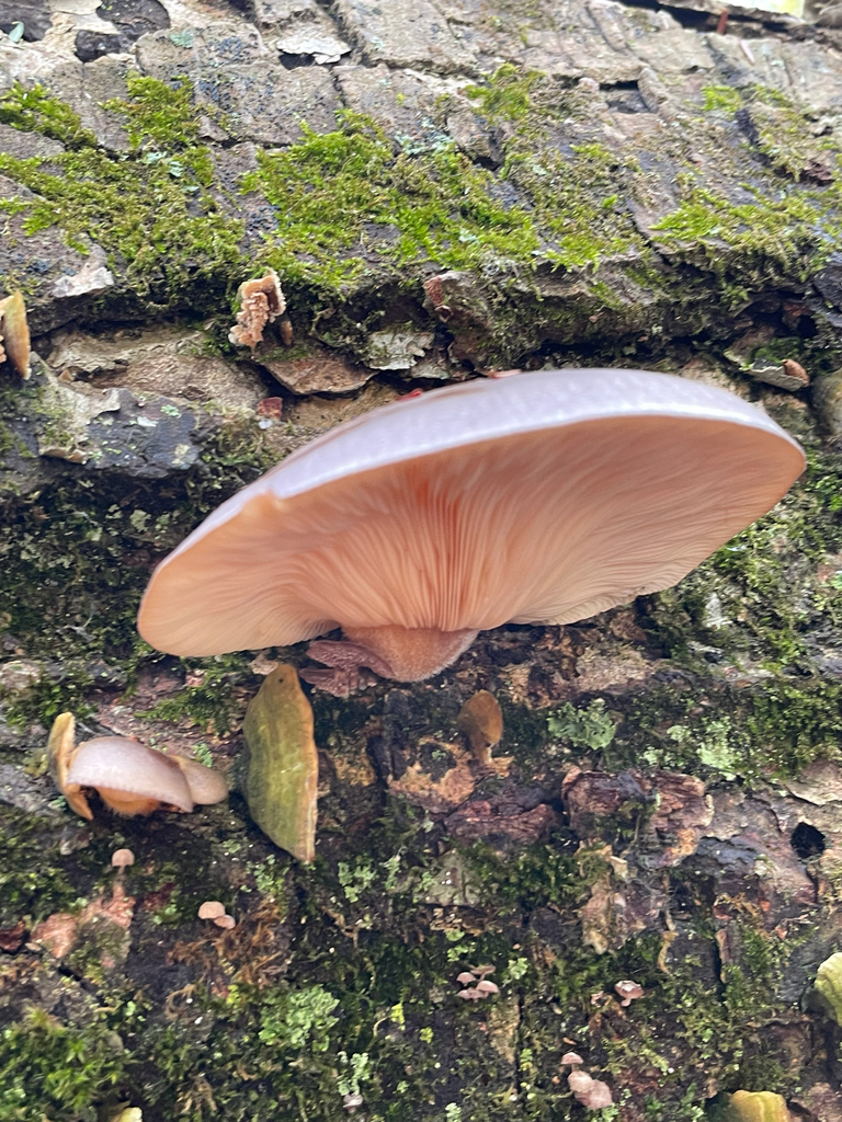 Sarcomyxa serotina · November 2025 · photo: © jackbattle6 (iNaturalist, cc-by)