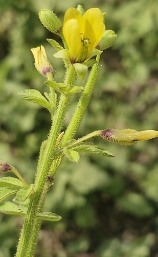 Cola de rata (Cleome viscosa)