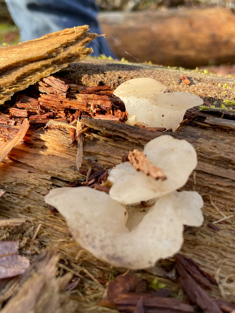 Pseudohydnum gelatinosum · November 2025 · photo: © jackbattle6 (iNaturalist, cc-by)