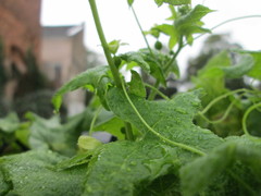 Bryonia cretica dioica