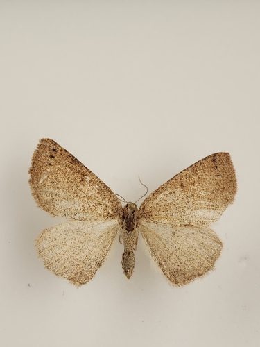 iNaturalist observation photo of Drepanulatrix
