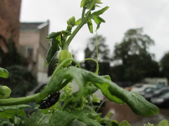 Bryonia cretica dioica