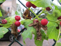Bryonia cretica dioica