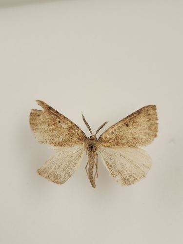 iNaturalist observation photo of Drepanulatrix