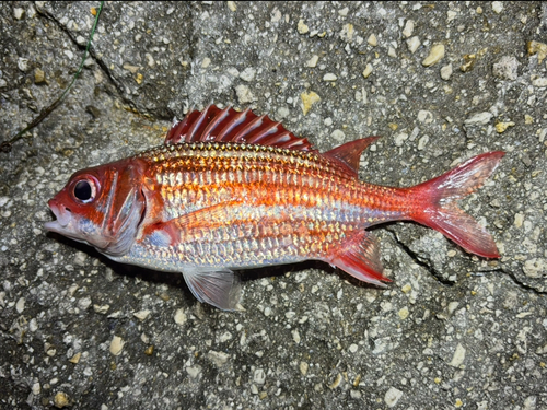 Dusky squirrelfish (Sargocentron vexillarium) — Holocentridae — 3