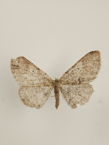 iNaturalist observation photo of Drepanulatrix