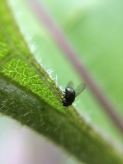 Cryptochetum iceryae