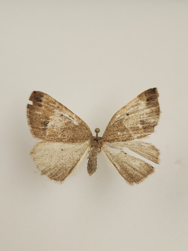 iNaturalist observation photo of Drepanulatrix