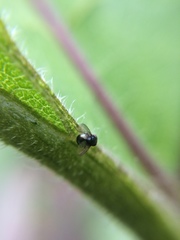 Cryptochetum iceryae