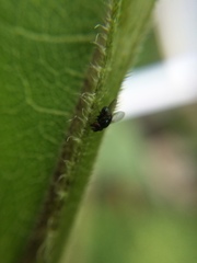 Cryptochetum iceryae