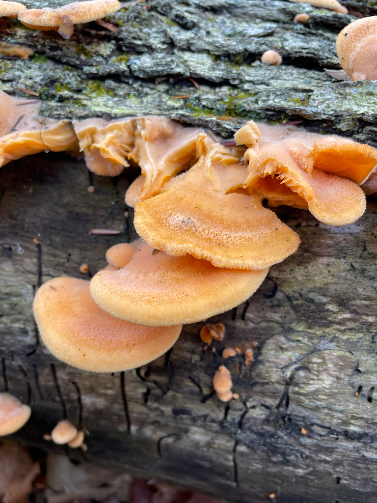 Phyllotopsis nidulans · November 2025 · photo: © jackbattle6 (iNaturalist, cc-by)