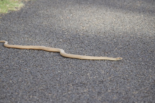 Eastern Brown Snake sighting