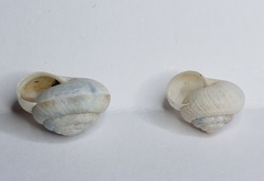 Xeroplexa carrapateirensis