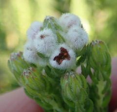 Phylica axillaris axillaris