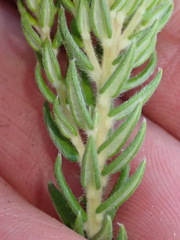 Phylica axillaris axillaris