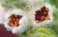 Phylica axillaris axillaris