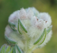 Phylica axillaris axillaris