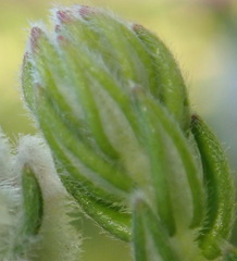 Phylica axillaris axillaris