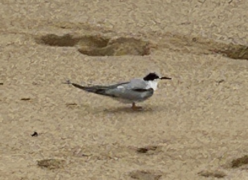 Sterna hirundo observed 2025-11-11
