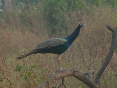 Pavo cristatus