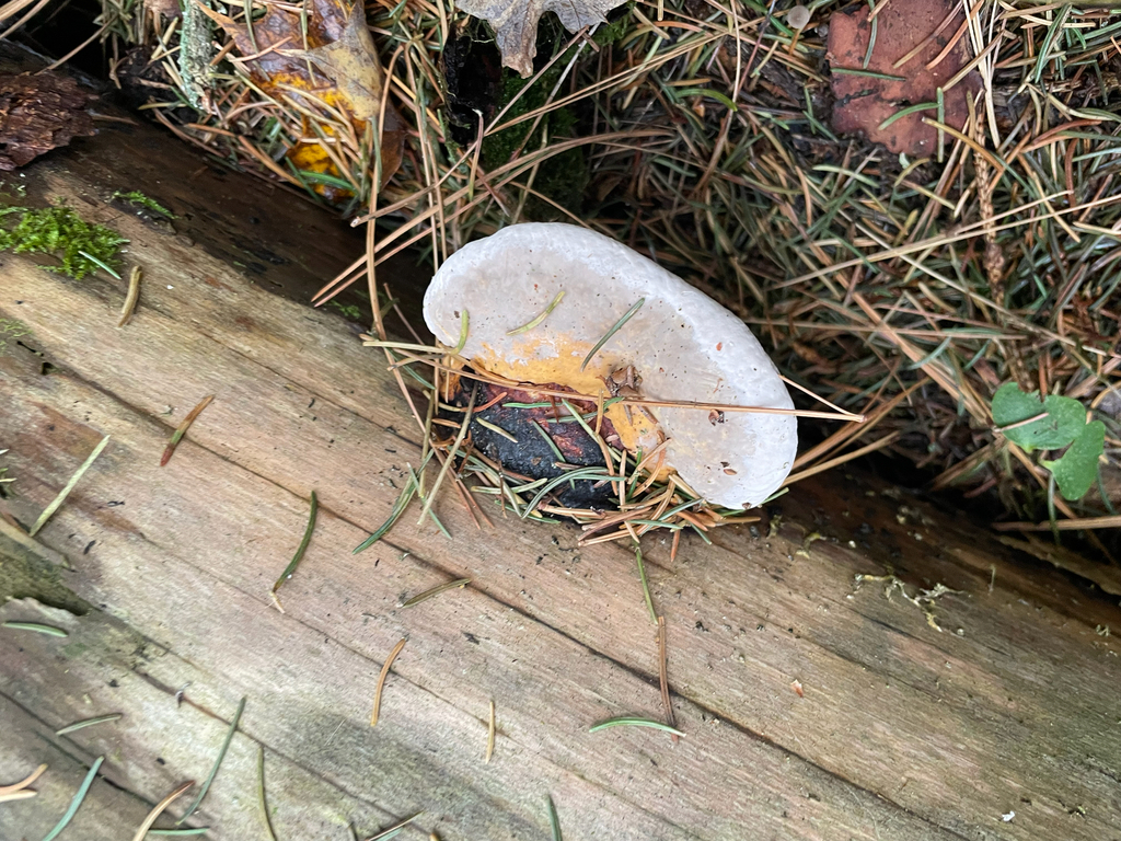 Fomitopsis mounceae · November 2025 · photo: © jackbattle6 (iNaturalist, cc-by)