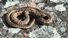 Almaden Ground Snake photo 2