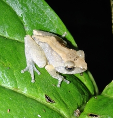 Confusing Green Bush Frog photo 2