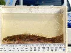 Coastal Tank Goby photo 5