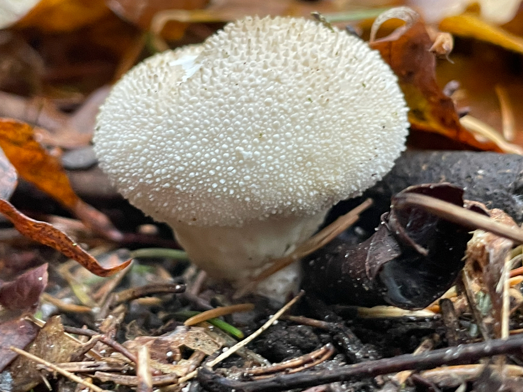 Lycoperdon perlatum · November 2025 · photo: © jackbattle6 (iNaturalist, cc-by)