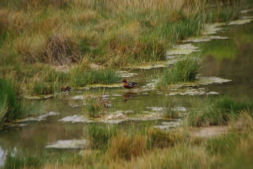 Cinnamon Teal