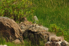 Rhopospina alaudina