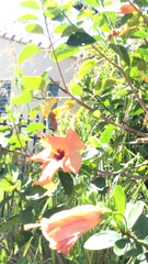 Hibiscus rosa-sinensis