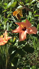 Hibiscus rosa-sinensis
