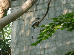 Dendrocitta vagabunda