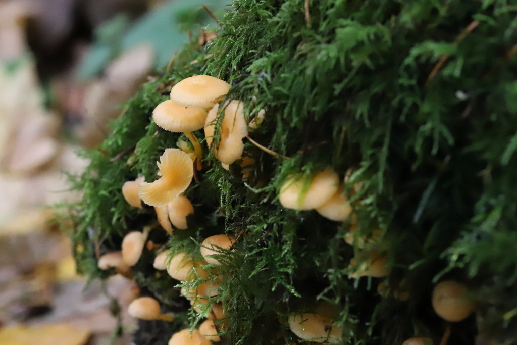 Chrysomphalina aurantiaca · November 2025 · photo: © erichabisch (iNaturalist, CC)