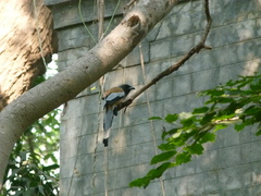 Dendrocitta vagabunda