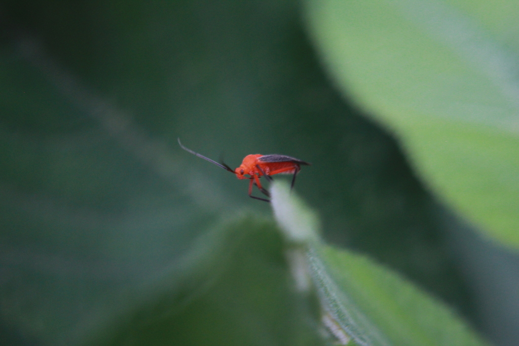 Prepops nitidipennis