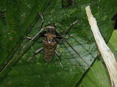 Acalolepta rusticatrix