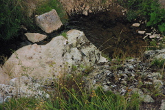Conirostrum cinereum