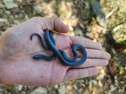 Mexican Plateau Earth Snake