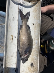 Leathery Grunter photo 2