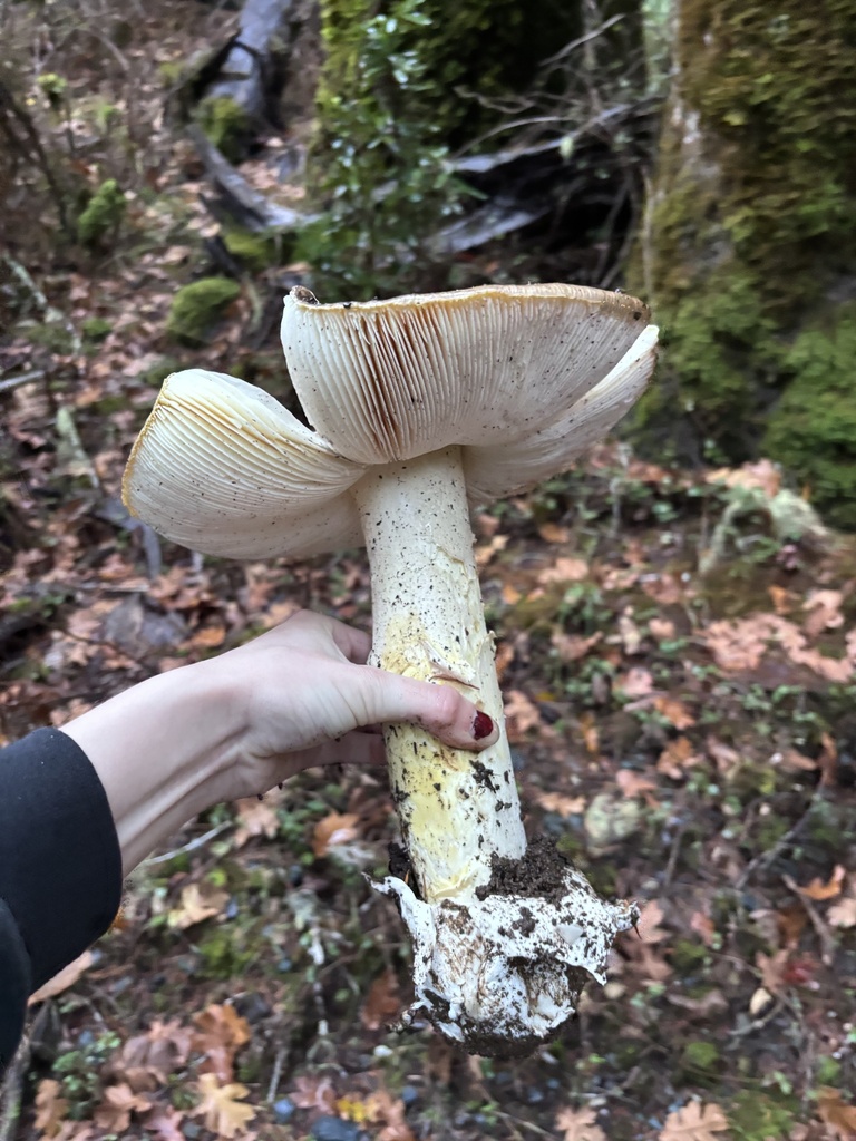 Amanita calyptroderma · November 2025 · photo: © reago (iNaturalist, cc-by)